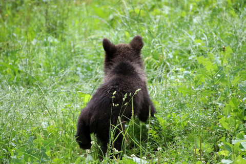 Brasov: Bears, Dracula's Castle & Local Flavors Private Tour
