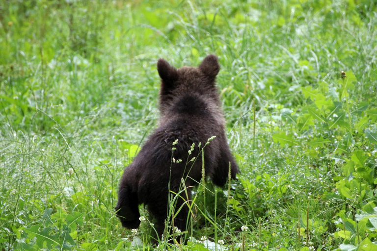 Brasov: Bears, Dracula's Castle & Local Flavors Private Tour