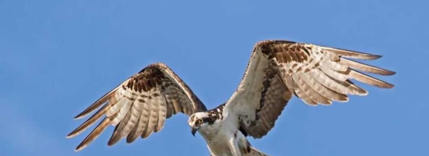 Barbade : expérience d'observation des oiseaux