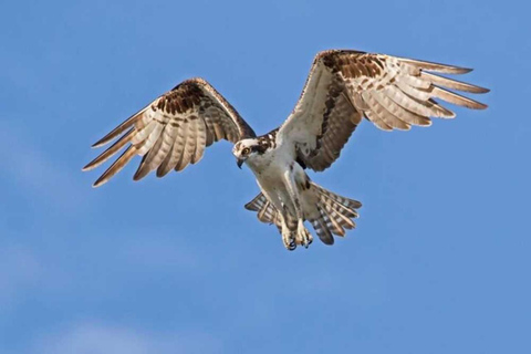 Barbados: Bird Watching Experience