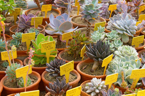 Balchik: Balchik Palace, Botanical Garden & Cape Kaliakra