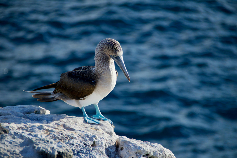 Galápagos Explorer: Santa Cruz & Isabela 6-Day Adventure