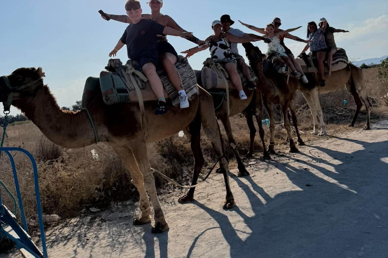 Hammamet: Dromedary and horse-drawn carriage ride with olive oil tasting Hammamet: Dromedary Ride and Carriage Ride with Olive Oil Food Tasting