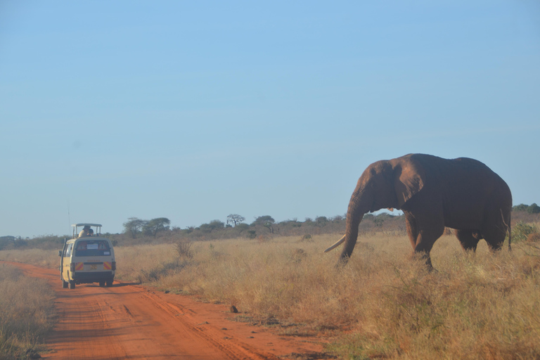 From Mombasa/Diani: 2-Day Tsavo East National Park Safari