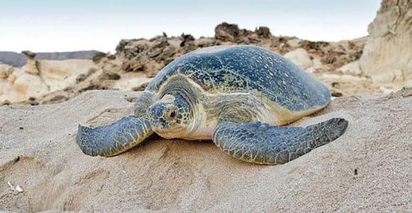 Tour Fatimah-2 Day 1 Night in Ras Al Hadd,Oman Tours Package