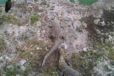 Cancun: Las Coloradas & Rio Lagartos Day Tour & À la carte