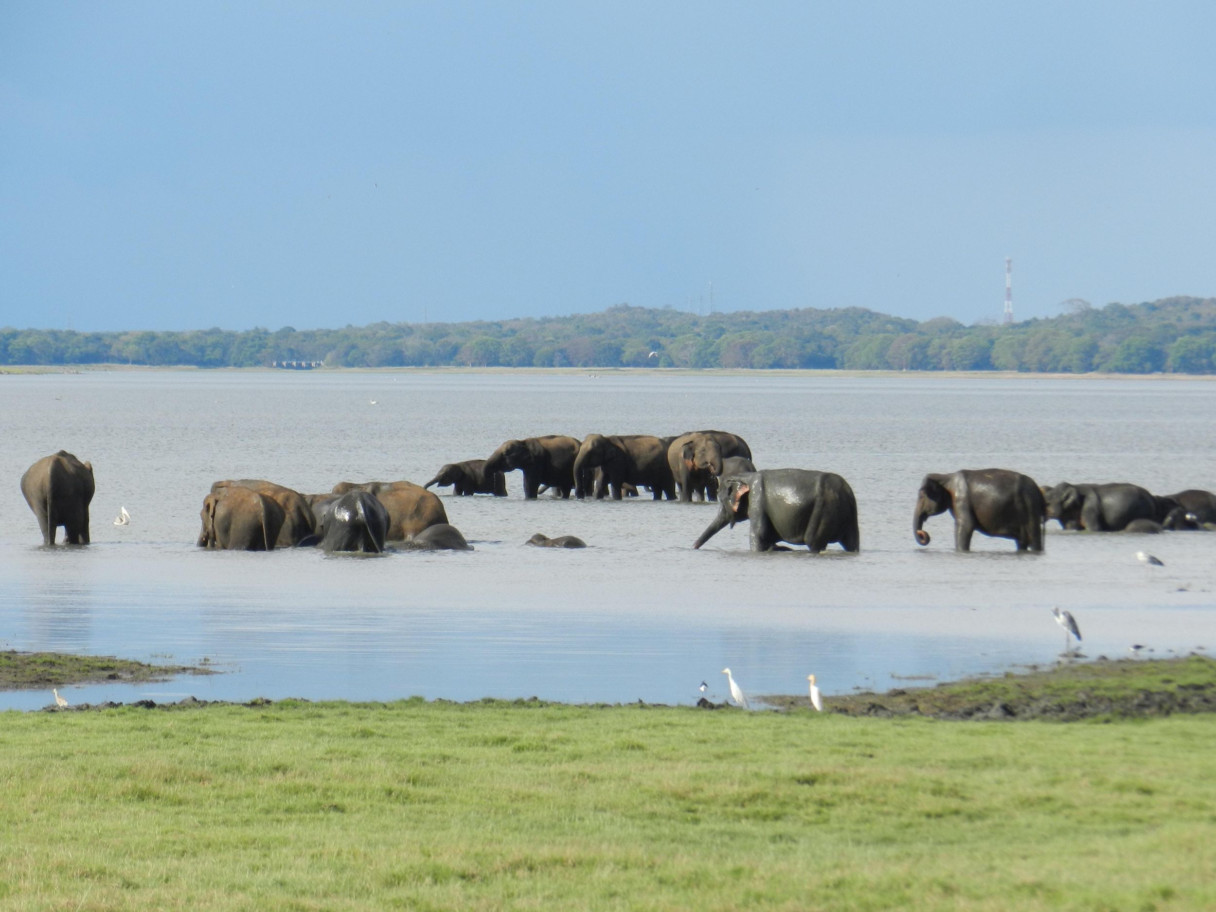 Sri Lanka: 4-tägige Tour Antike Ruinen, Wildtiere, Bergland