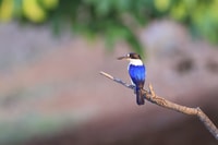 Darwin, Fogg Dam Wetlands Sunset & Humpty Doo Hotel Tour - Hizvo