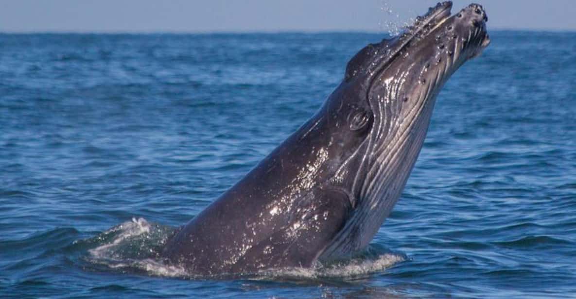Puerto Vallarta Whale Encounter Tour GetYourGuide