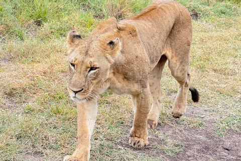 Nairobi National Park, Elephant orphanage & Giraffe Centre