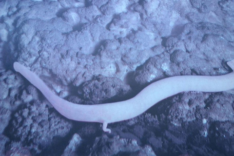 Postojna Cave and Predjama Castle Tour from Ljubljana