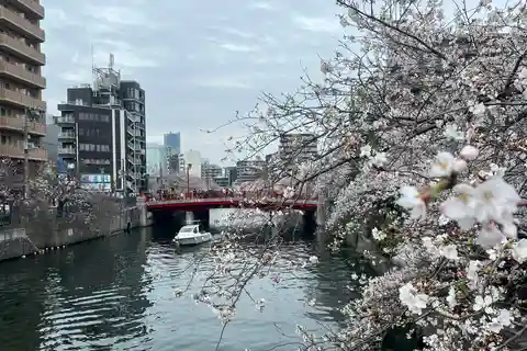 Cherry Blossom Boat tour in Yokohama, Minato Mirai