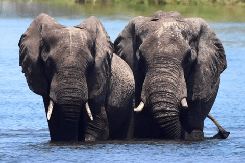 7 Días - Savuti - Khwai - Moremi (Safari móvil)