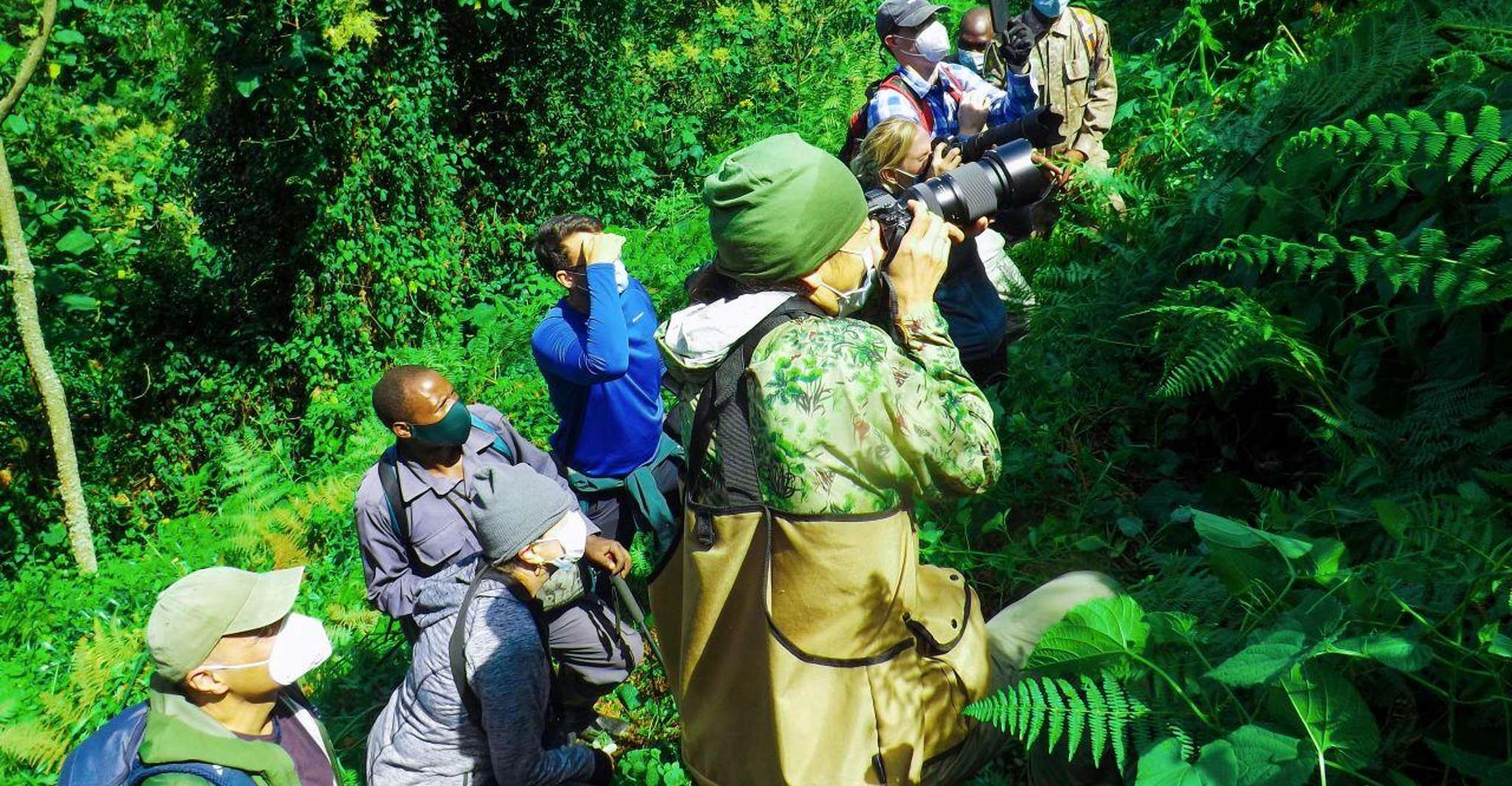 CHIMPANZEA GORILE DE 6 días Gorilla Golden Monkey & Game Drive Safari - Housity