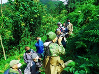 CHIMPANZEA GORILE DE 6 días Gorilla Golden Monkey & Game Drive Safari - Housity