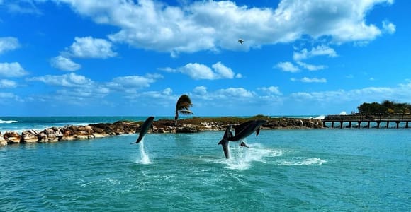 Dunn’s River Falls and Dolphin Cove Swim Adventure