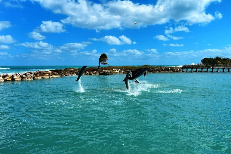 Dunn’s River Falls and Dolphin Cove Swim Adventure From Montego Bay/ Falmouth/ Trelawny