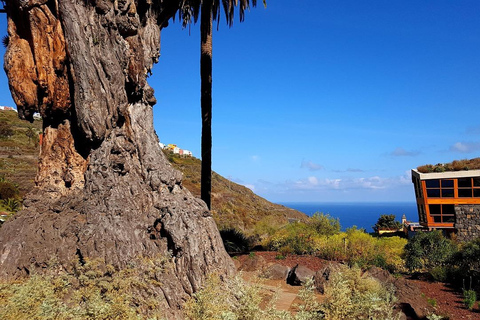 Icod Dragon Tree & Guachinche Experience North Tenerife Hotel Pickup