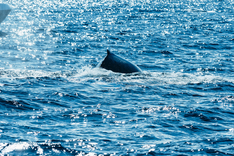 Spirit of Gold Coast 2.5-Hour Whale Watching Tour