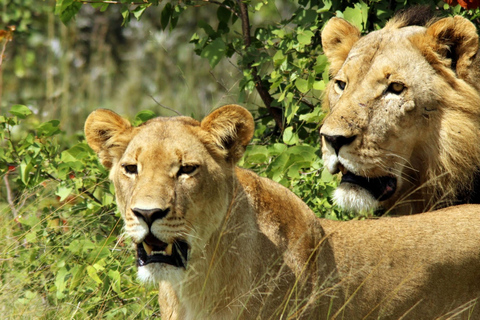 Kigali: Safari de dia inteiro no Parque Nacional de AkageraViagem de 1 dia ao parque nacional de Akagera