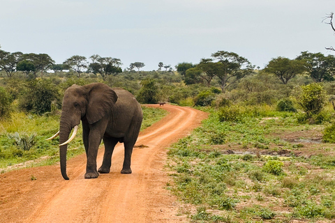 乌干达：3 天默奇森瀑布野生动物园之旅，追踪犀牛乌干达：3 日默奇森瀑布野生动物园之旅，追踪犀牛