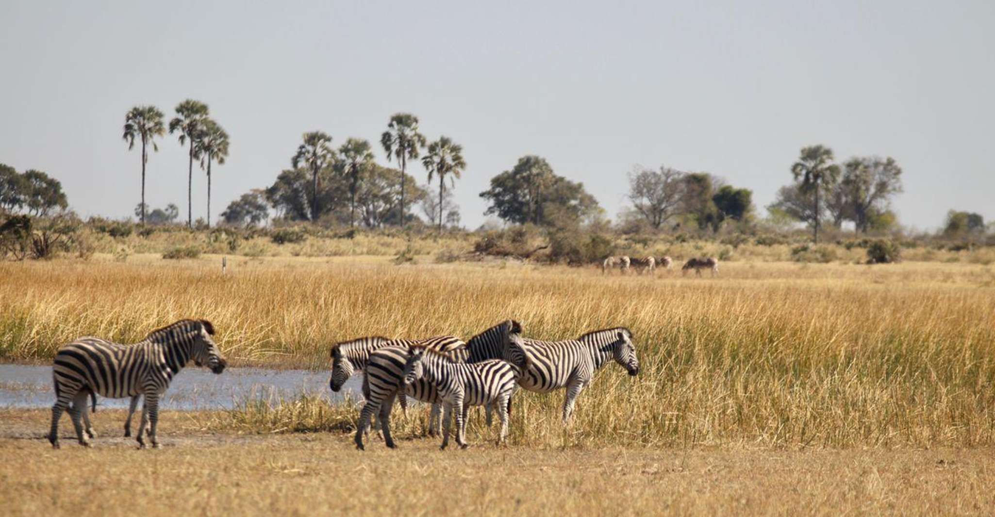 Okavango Delta Day Trip - Housity