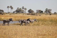 Okavango Delta Day Trip - Housity