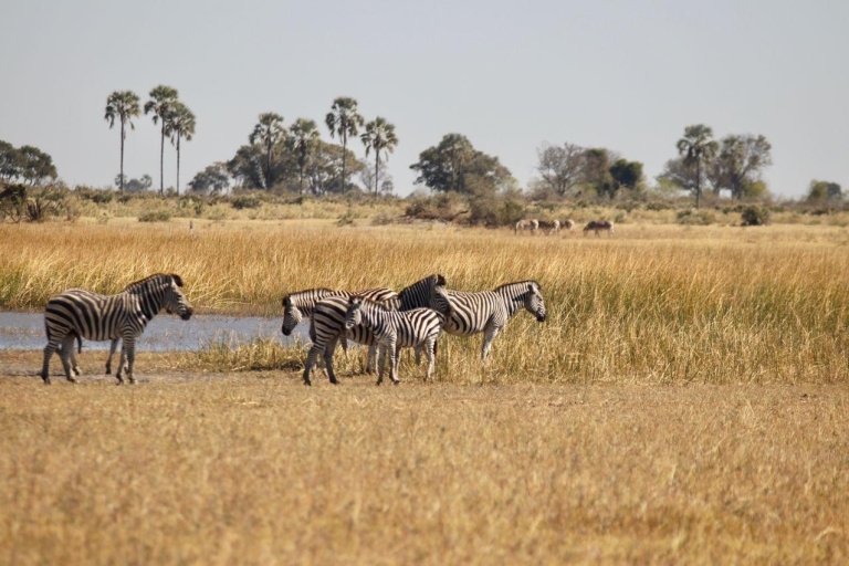 Excursion d'une journée dans le delta de l'Okavango