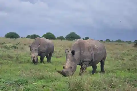 Safari di mezza giornata al parco nazionale di Nairobi con 4 ore di viaggio