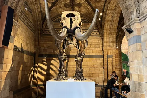 Skissande på Natural History Museum Art Workshop