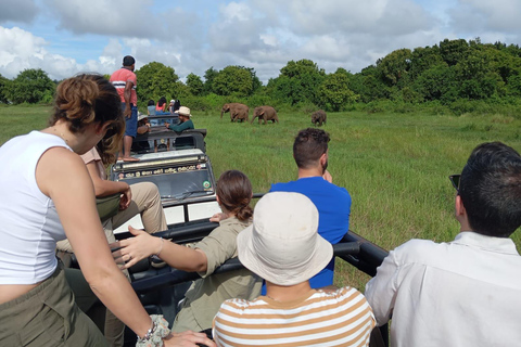 Upplevelse av vilda djur i Minneriya National Park Safari