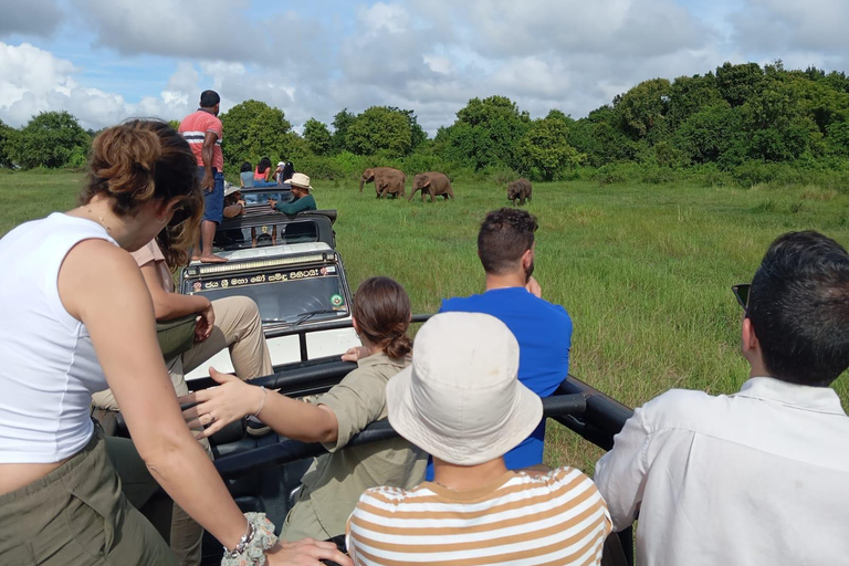 Experimenta a vida selvagem no Minneriya National Park Safari