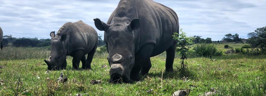 Safari d'une demi-journée au Kragga Kamma Game Park