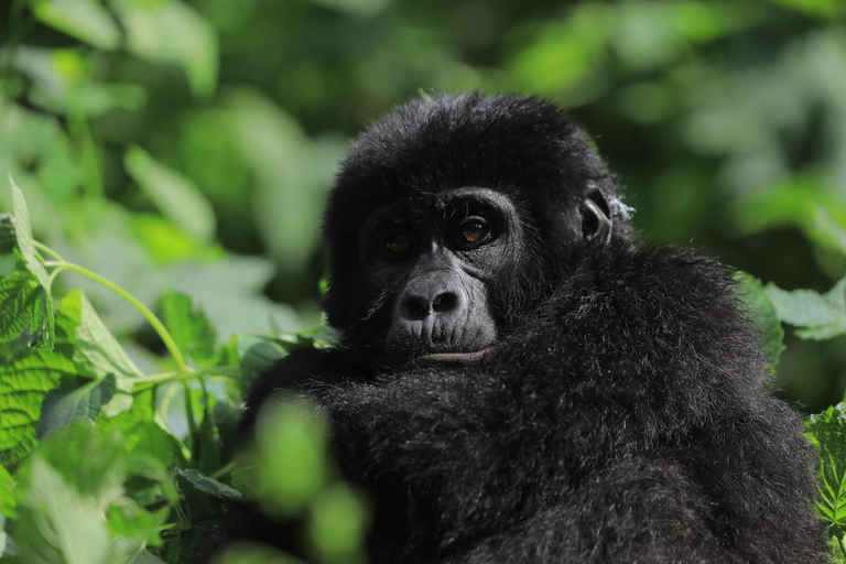 Western Uganda; Gorilla, Chimps and Big Five Safari