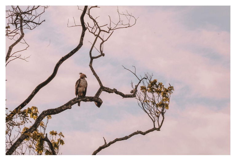 Wild Elephant Safari Tour Minneriya, Kaudulla & Hurulu ECO Start from Dambulla