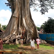 Bali: Private Tour of Sacred Tree, Jatiluwih & Waterfall
