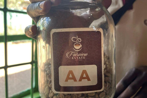Fairview Coffee Farm Day Tour From Nairobi