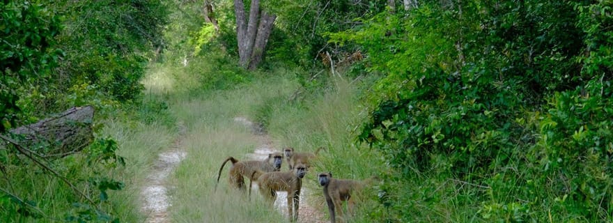 Visite d'une journée au parc national d'Arabuko Sokoke au départ de Malindi