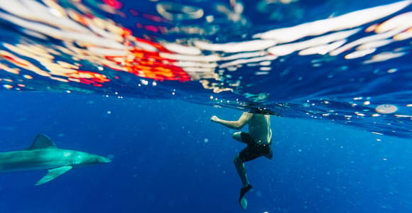 Oahu: North Shore Cageless Shark Snorkeling Tour