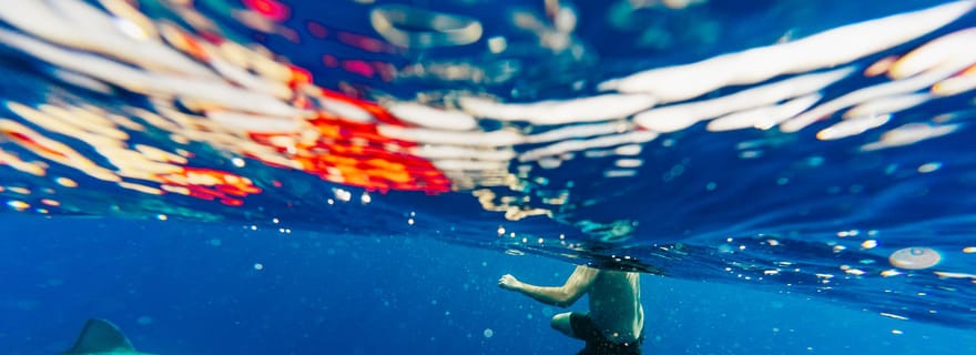 Oahu : Excursion de plongée avec masque et tuba sans cage pour les requins de la côte nord