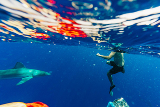 Immersioni con gli squali a Oahu