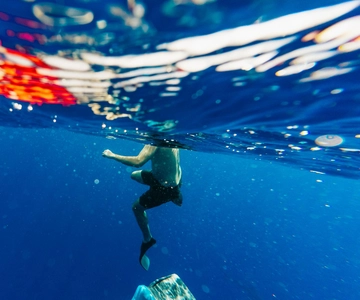 Oahu: North Shore Cageless Shark Snorkeling Tour