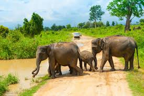 Au départ d'Udawalawe :- Safari d'une journée dans le parc national