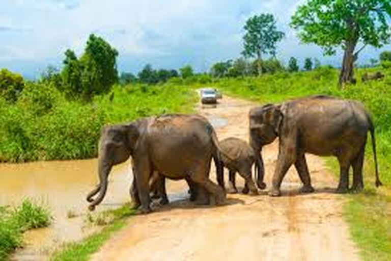 Da Udawalawe :- Safari di un giorno intero nel Parco Nazionale