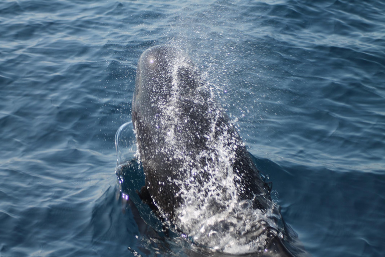Desde la bahía de Cádiz: excursión para avistar delfines en Tarifa