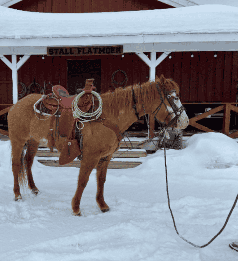 Alta: Horseback Riding in the Arctic Countryside