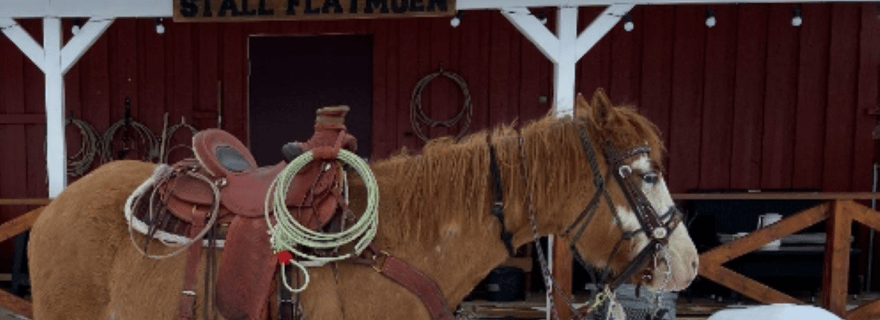 Alta : Randonnée à cheval dans la campagne arctique