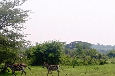 3-Day Bwindi Gorillas & Queen Elizabeth from Kabale-Bunyonyi 3-Day Lake Bunyonyi, Bwindi Gorilla & Queen Safari