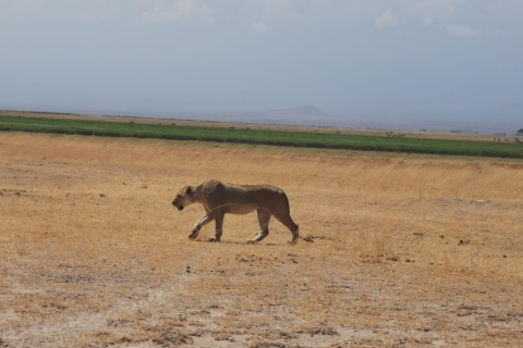 Park Narodowy Amboseli i jednodniowa wycieczka do wioski Masajów
