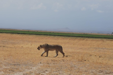 3 dagar, 2 nätter Amboseli Park och Masai Village Experience